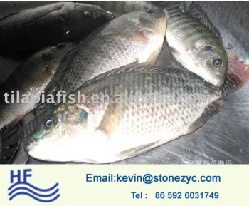 frozen red and black tilapia fish farming