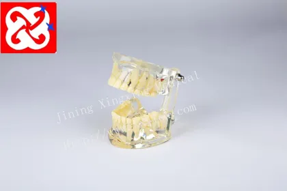 Standard Pediatric Dental Model for 7-Year-Old Children