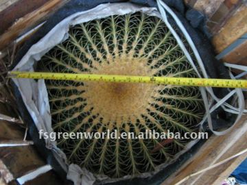 Echinocactus grusonii D50cm for sale