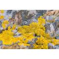 Xanthoparmelia Scabrosa-Extrakt-Piperazin 35% 110-85-0