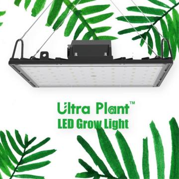 365nm Vertikal Farming LED Grow Light