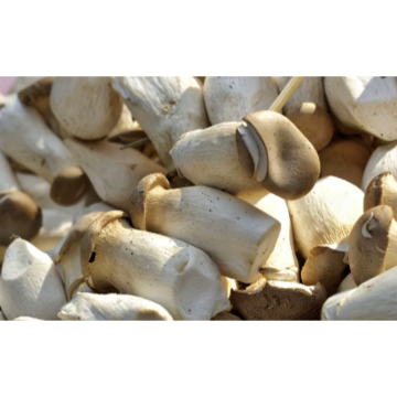 Pleurotus Eryngii Extract King Oyster Mushroom Extract