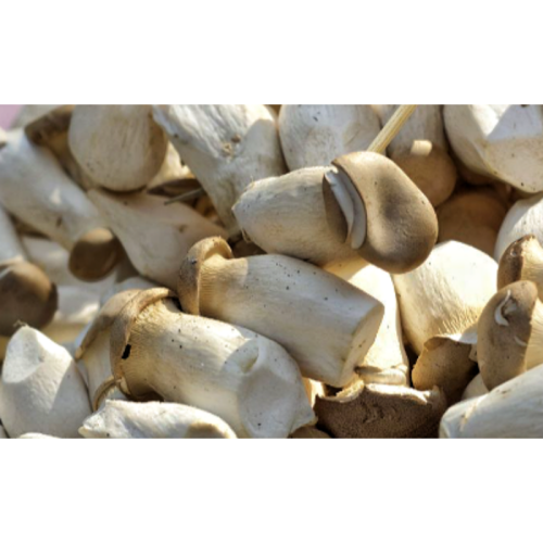 Pleurotus Eryngii Extract King Oyster Mushroom Extract