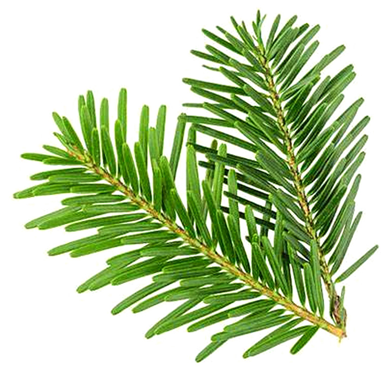 Undiluted Therapeutic fir essential oil