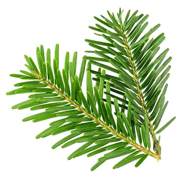 Undiluted Therapeutic fir essential oil