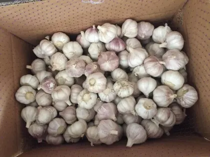 Loose Packing Fresh Garlic