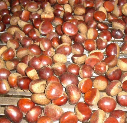 Harvest fresh chestnut from Dandong with good price