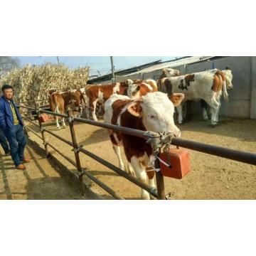 Sel d&#39;élevage pour chèvres ovines