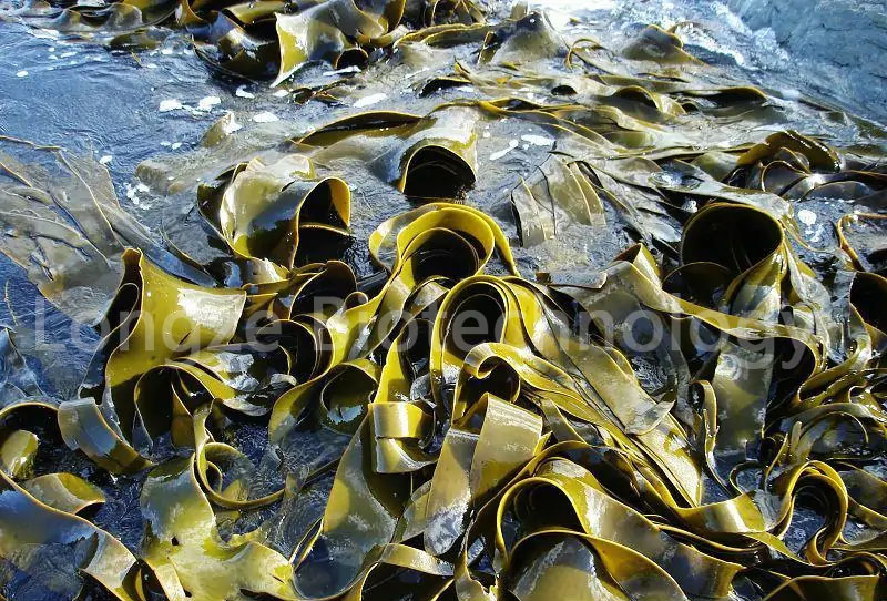 Kelp-1