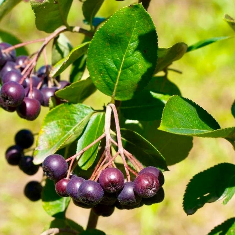 Black Chokeberry Extract