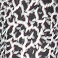 Animal Print Blk-Wht