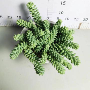 Sedum morganianum op voorraad