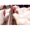 female chain feeder poultry