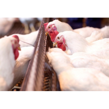 aves de corral de alimentación de cadena femenina