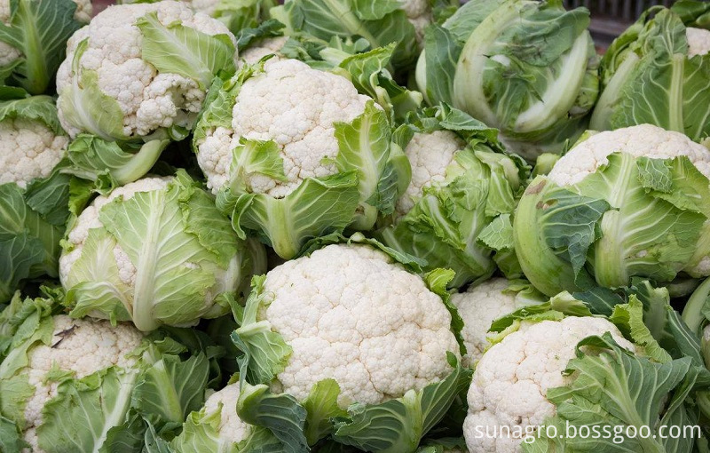 High Quality Fresh Cauliflower