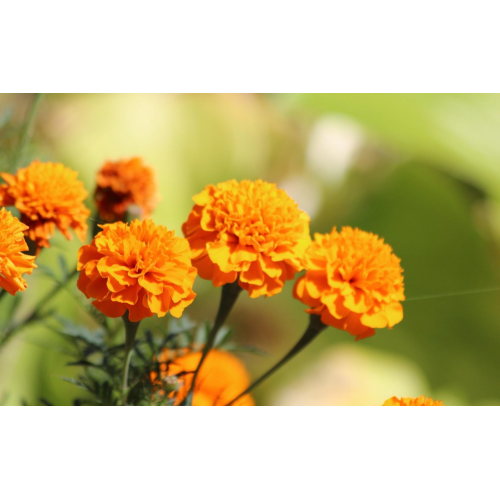 Marigold Flower Extract With Lutein