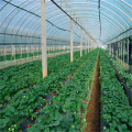 Economic PE Film Horticultural Greenhouse