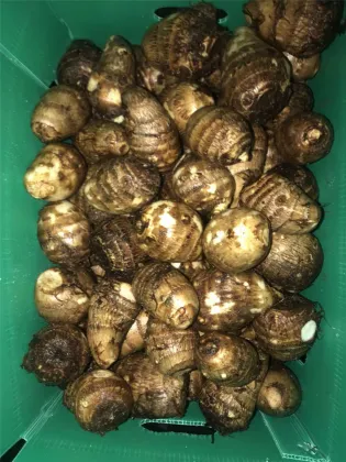 big size fresh taro