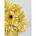 Gerbera সুইডেন স্ট্যান্ডার্ড chrysanthemum