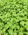 Touchhealthy Τροφοδοσία Trifolium repens L σπόρους