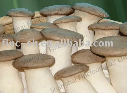 fresh mushrooms king oyster fungus