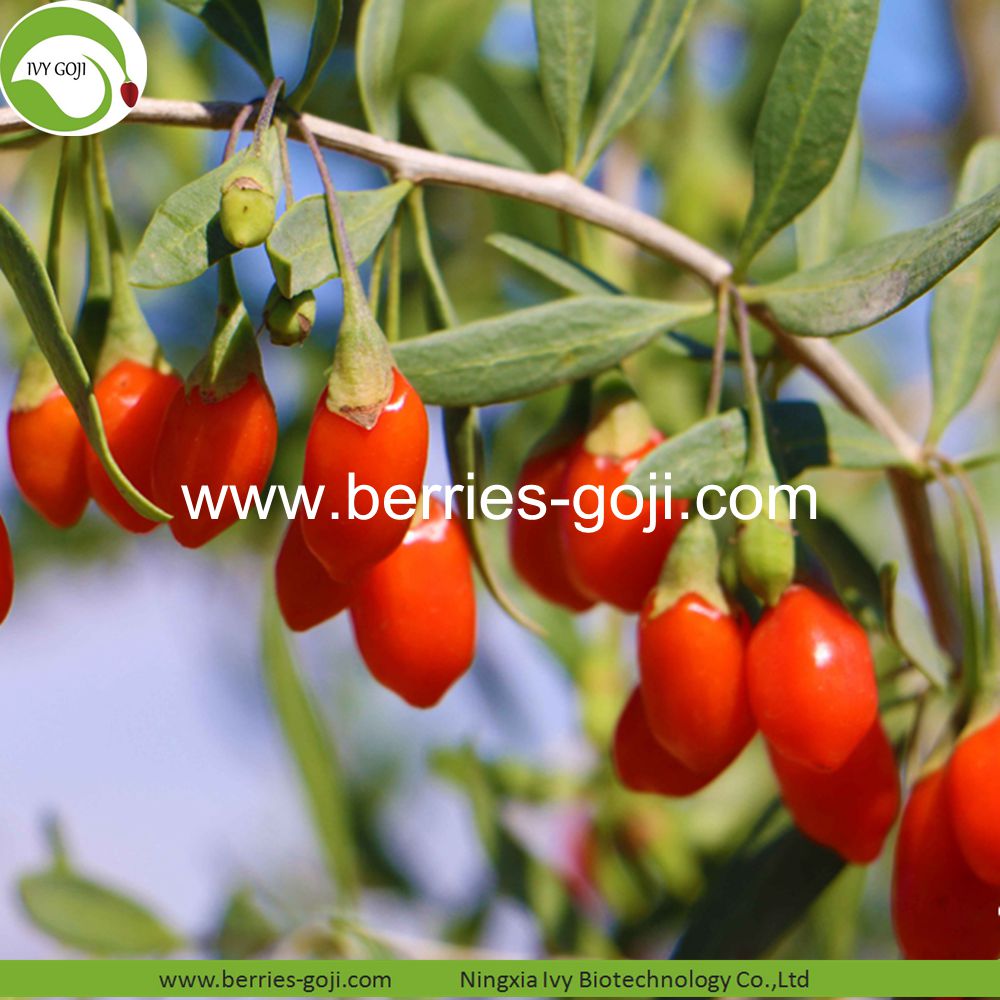 goji berry