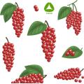 طبيعية العضوية العشبية schisandra chinensis استخراج مسحوق