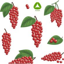 Natural Organic Herbal Schisandra Chinensis Extract Powder