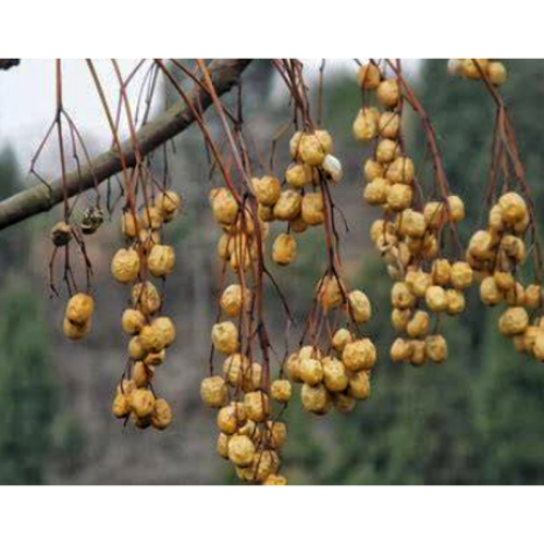 Neem Seed Extract Dried Powder