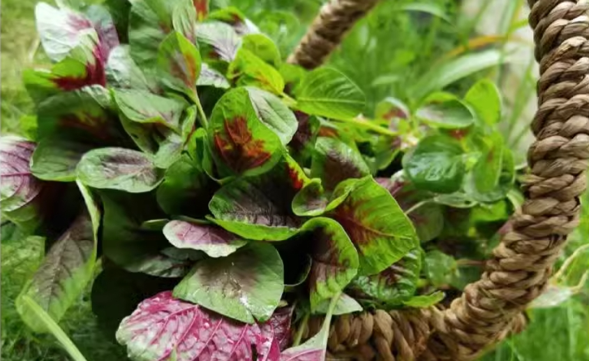 Amaranth Amaranth