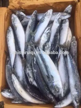Seafood Products Raw Material of Pacific Mackerel