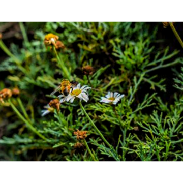 Melissa Officinalis Extract, 1%-10% Rosmarinic Acid HPLC