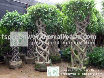 Ficus big bottle shape