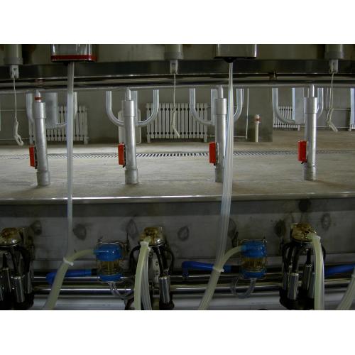 Arfimilk automatic fish bone milking parlor