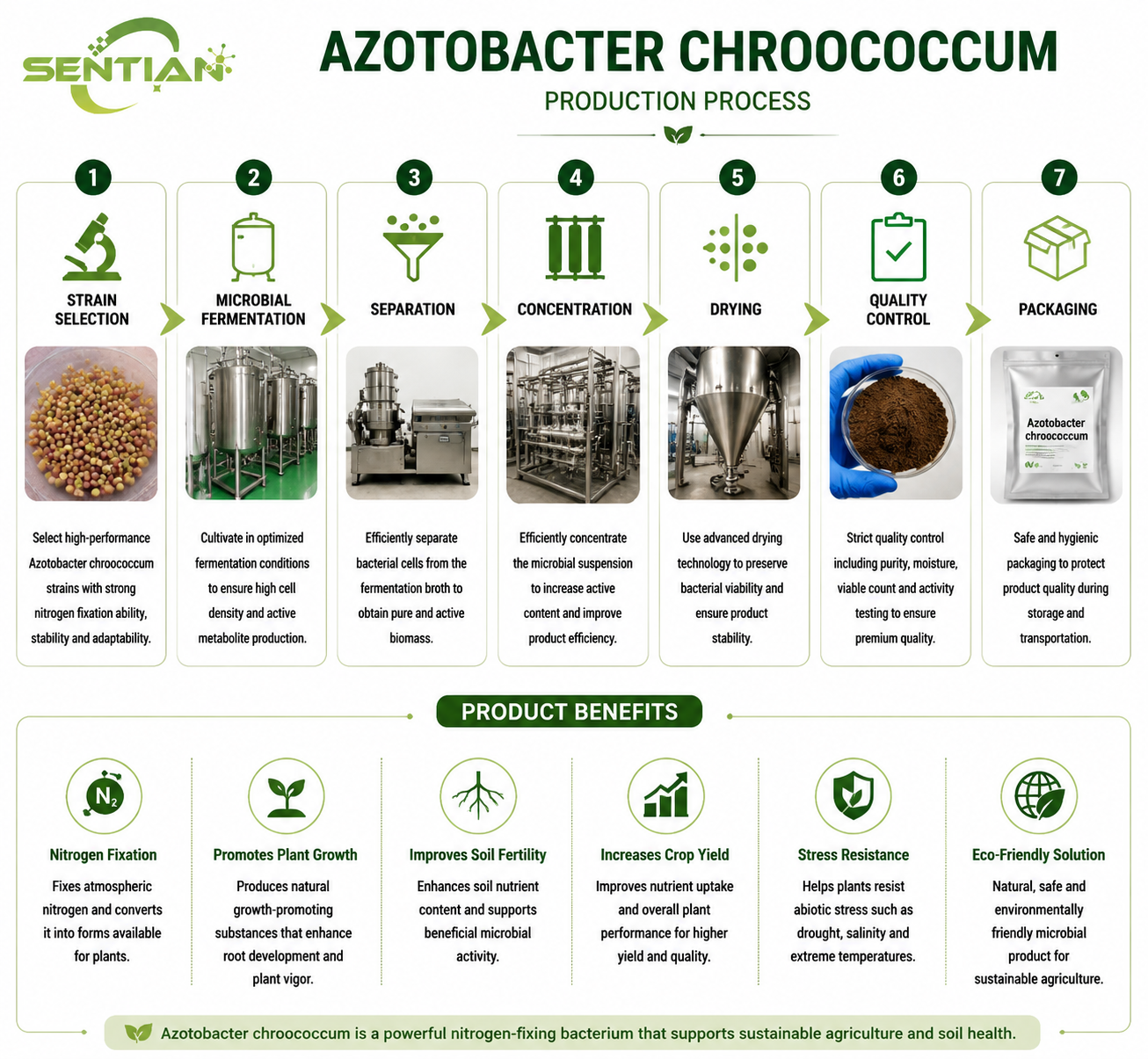 Azotobacter chroococcum（1）