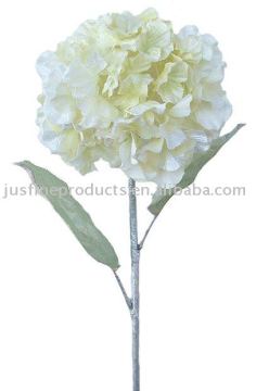 Christmas Flower Hydrangea, christmas flower