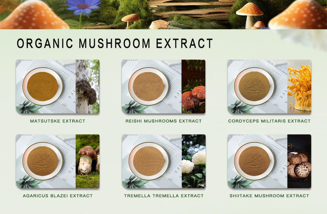 reishi mushroom extract