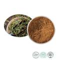 30% Polyphenols Camellia Sinensis White Tea Extract