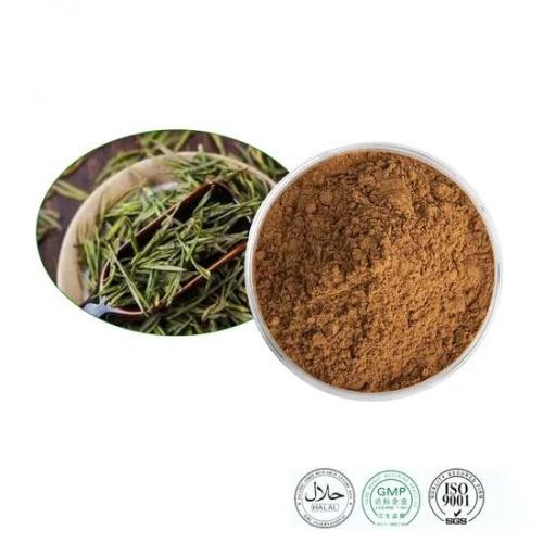 30% Polyphenols Camellia Sinensis White Tea Extract