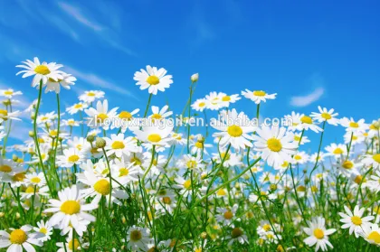 Pure Chrysanthemum oil bulk Pure Chrysanthemum oil bulk