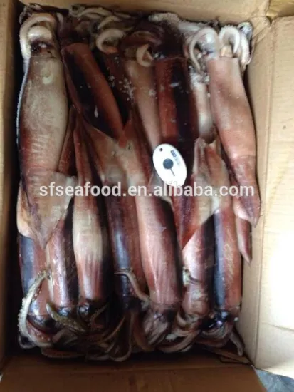 Whole Round BQF Frozen Todarodes Pacificus Squid
