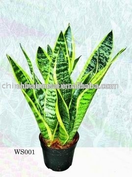 H25-35cm indoor plants Sansevieria trifasciata laurentii bonsai