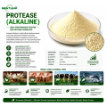 Alkaline Protease Enzyme for Protein Hydrolysis