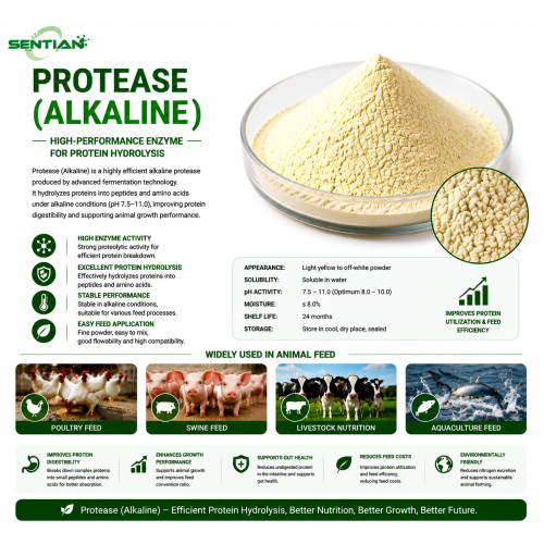 Alkaline Protease Enzyme for Protein Hydrolysis