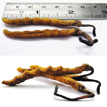 Top quality Cordyceps sinensis dongchong xiacao