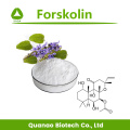 Gewichtsverlies Coleus Forskohlii Extract Forskolin 1%-98%