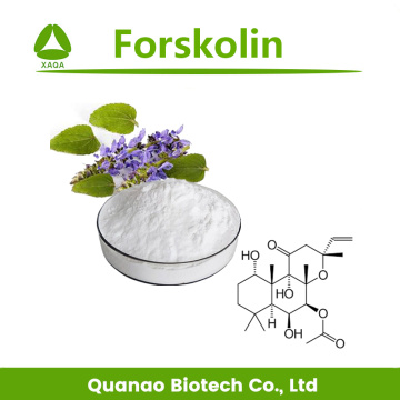 Weight Loss Coleus Forskohlii Extract Forskolin 1%-98%