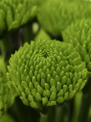 Spray chrysanthemum Green Forest Pompon