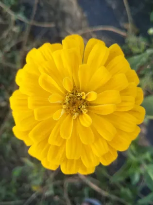 Zinnia Seeds for Garden