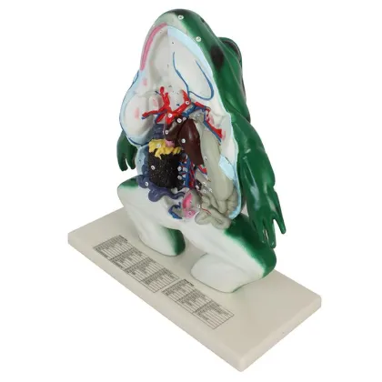 Comprehensive School Education: Large-Scale Frog Dissection Aids & Detailed Biology Models for Teaching